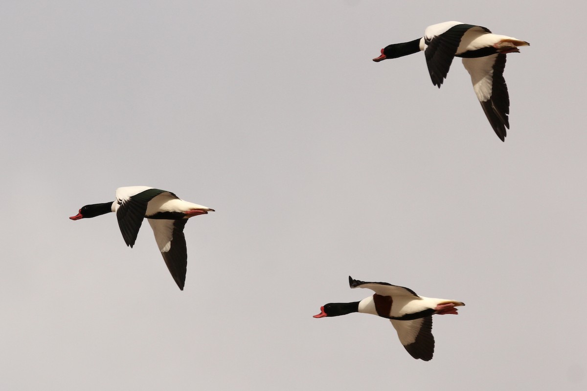 Common Shelduck - ML615007096