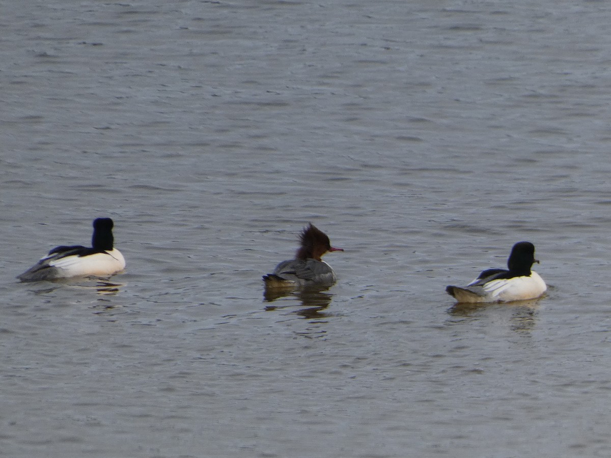 Common Merganser - Mike Tuer