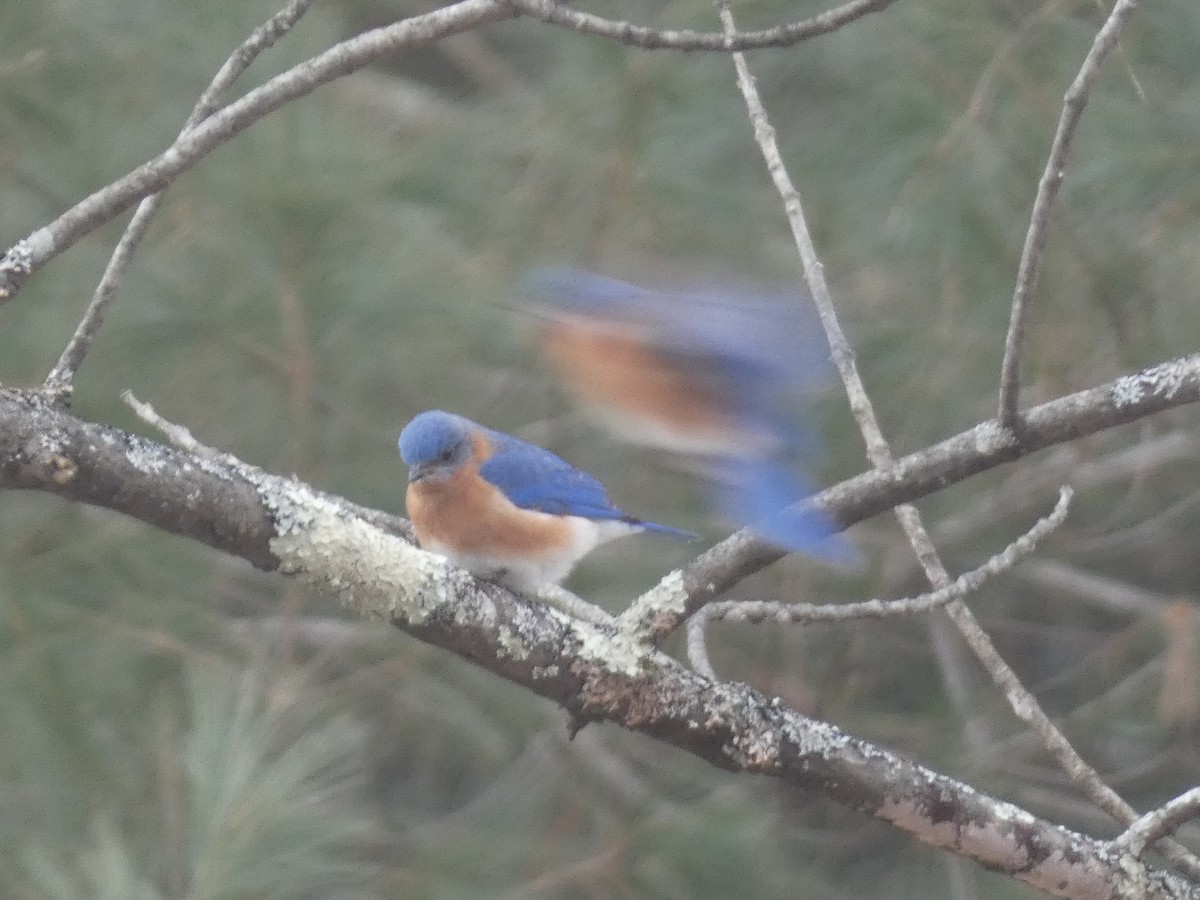 Eastern Bluebird - ML615007308