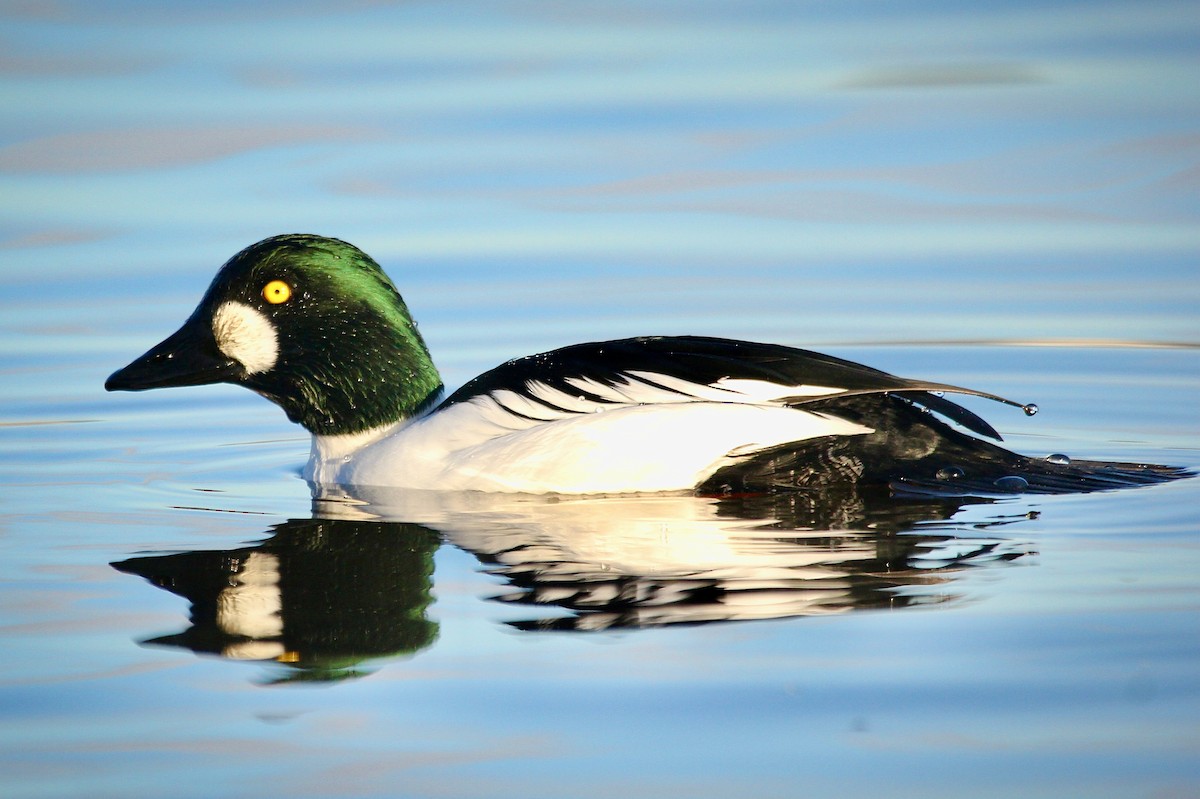 Common Goldeneye - ML615007324