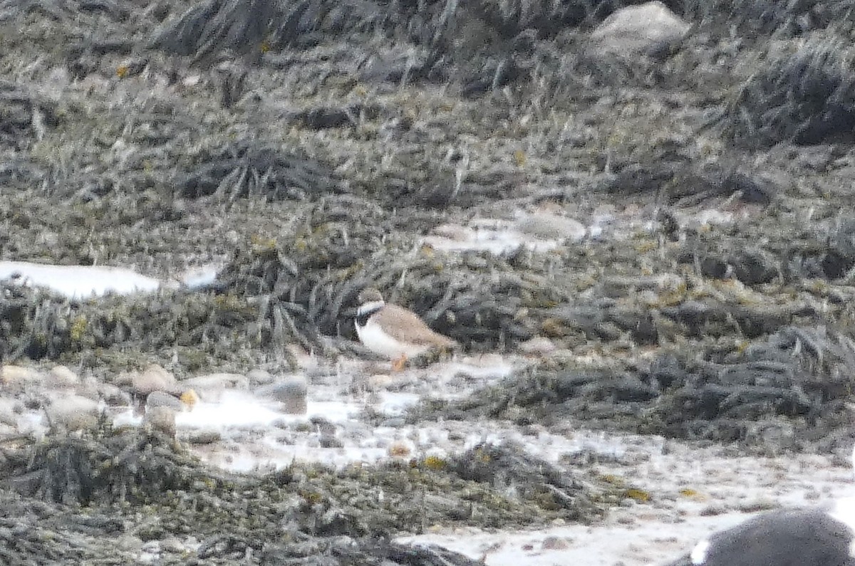 Common Ringed Plover - Mike Tuer