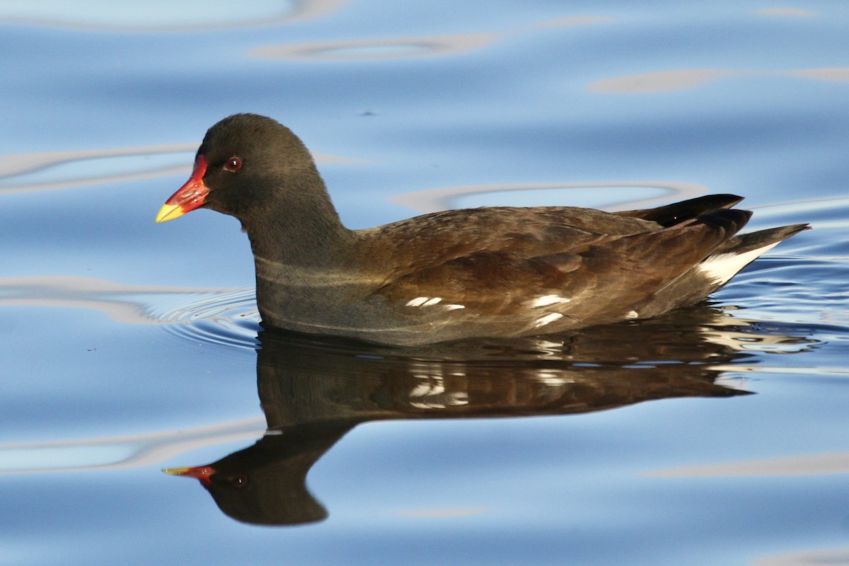 Eurasian Moorhen - ML615007345