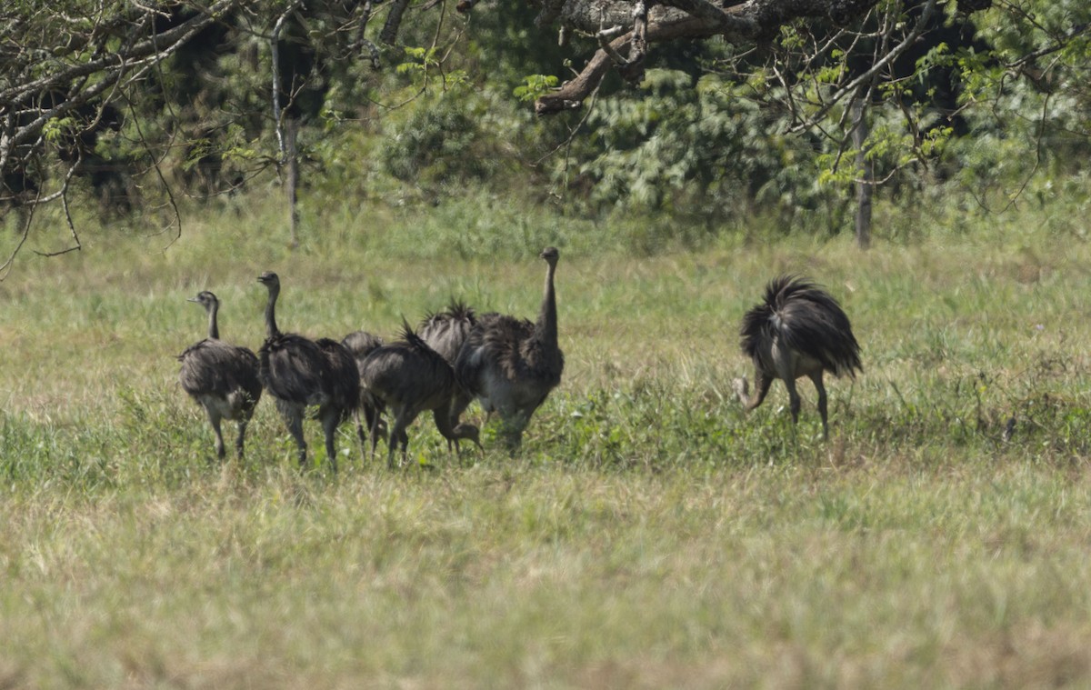 Greater Rhea - ML615007404