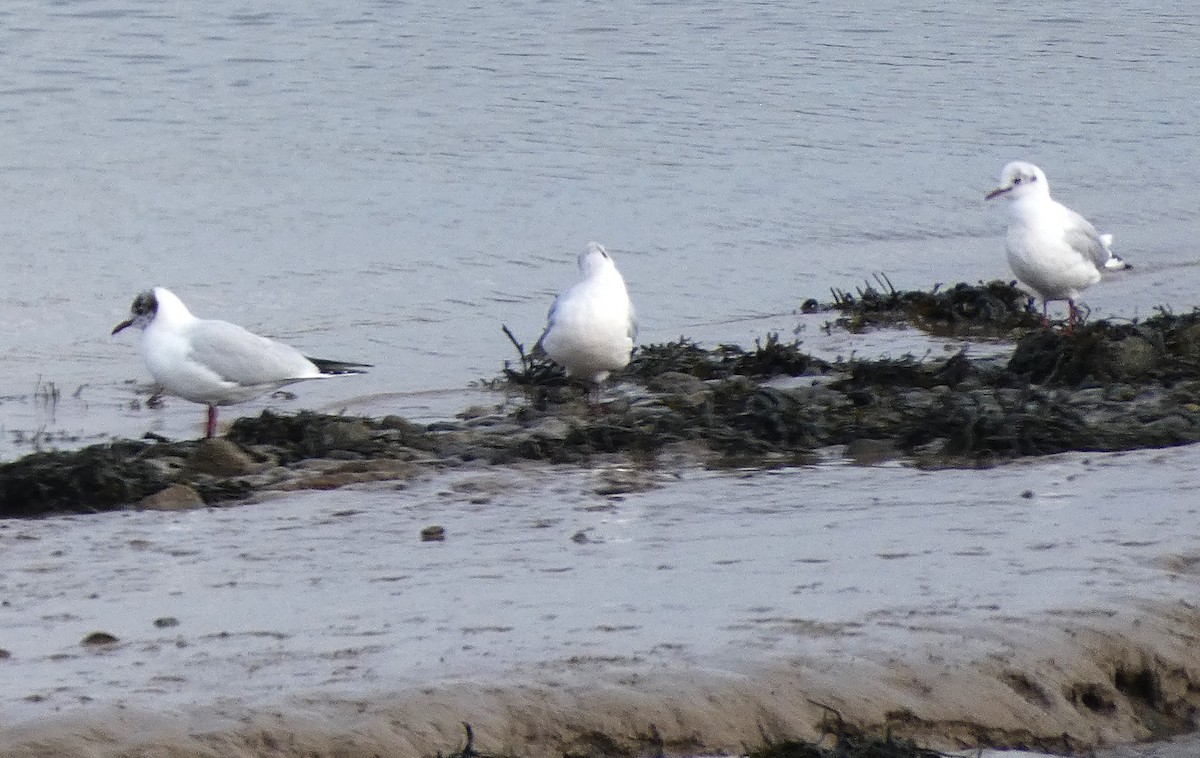 Black-headed Gull - Mike Tuer