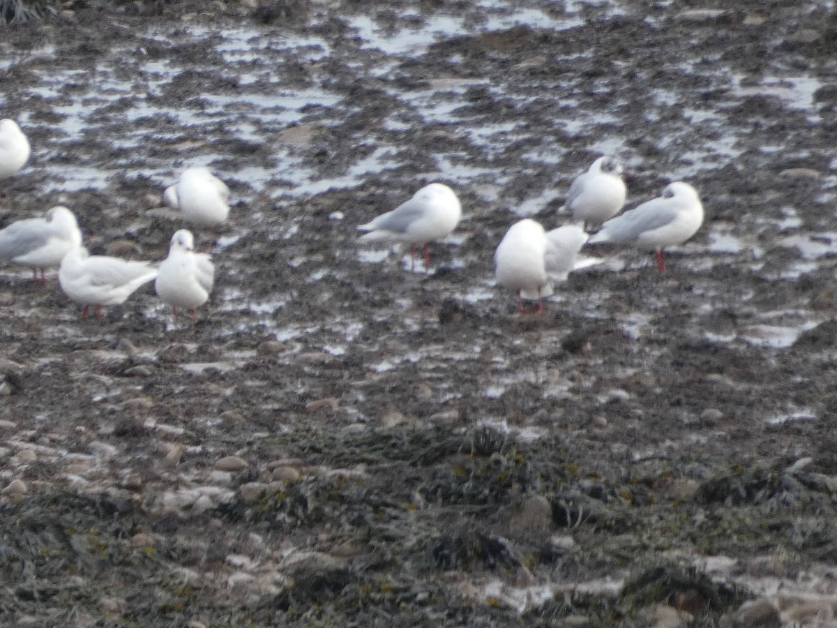 Black-headed Gull - Mike Tuer