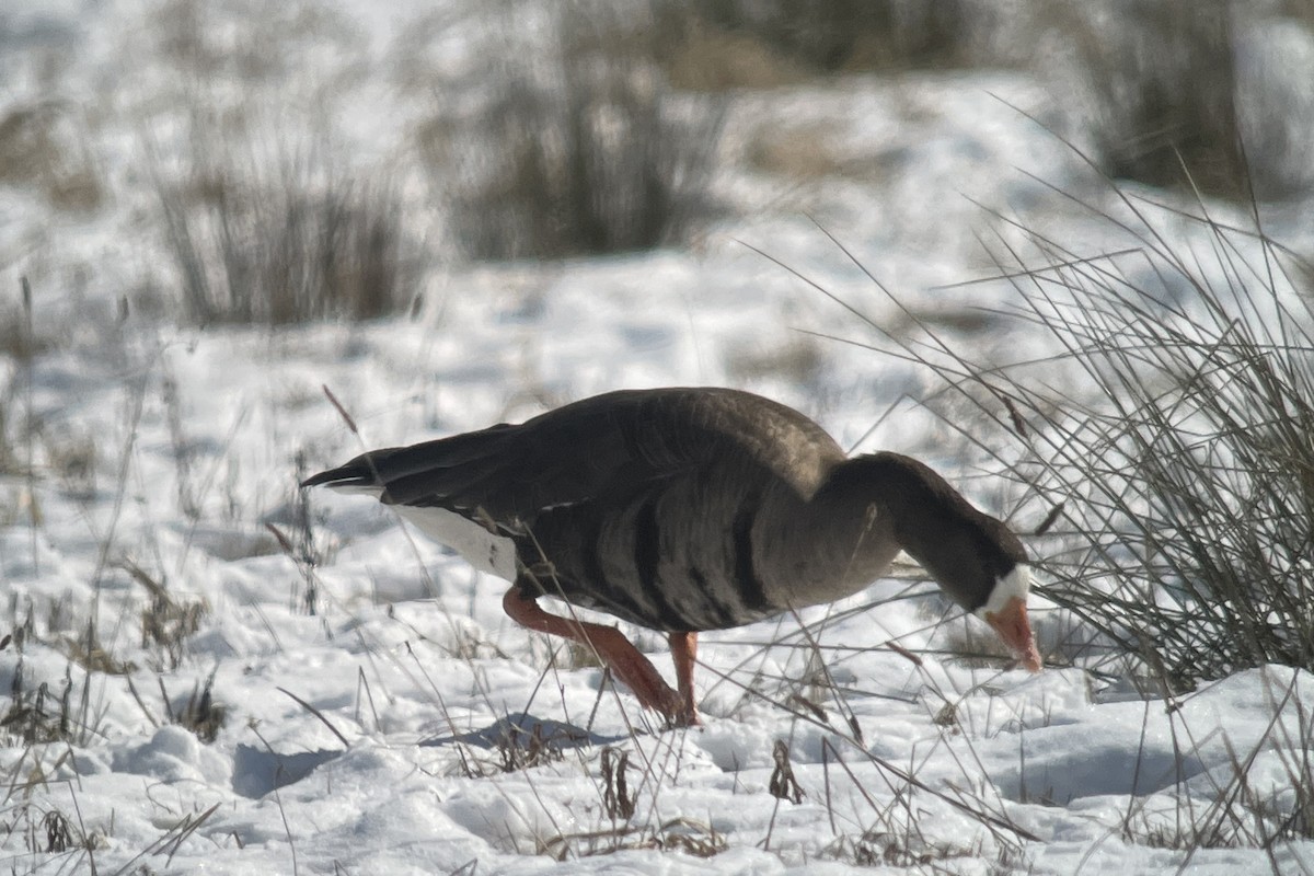 Greater White-fronted Goose - ML615007468