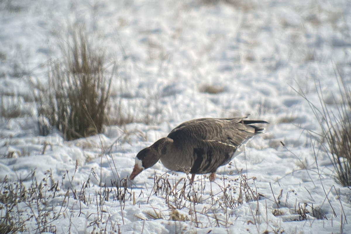 Greater White-fronted Goose - ML615007487