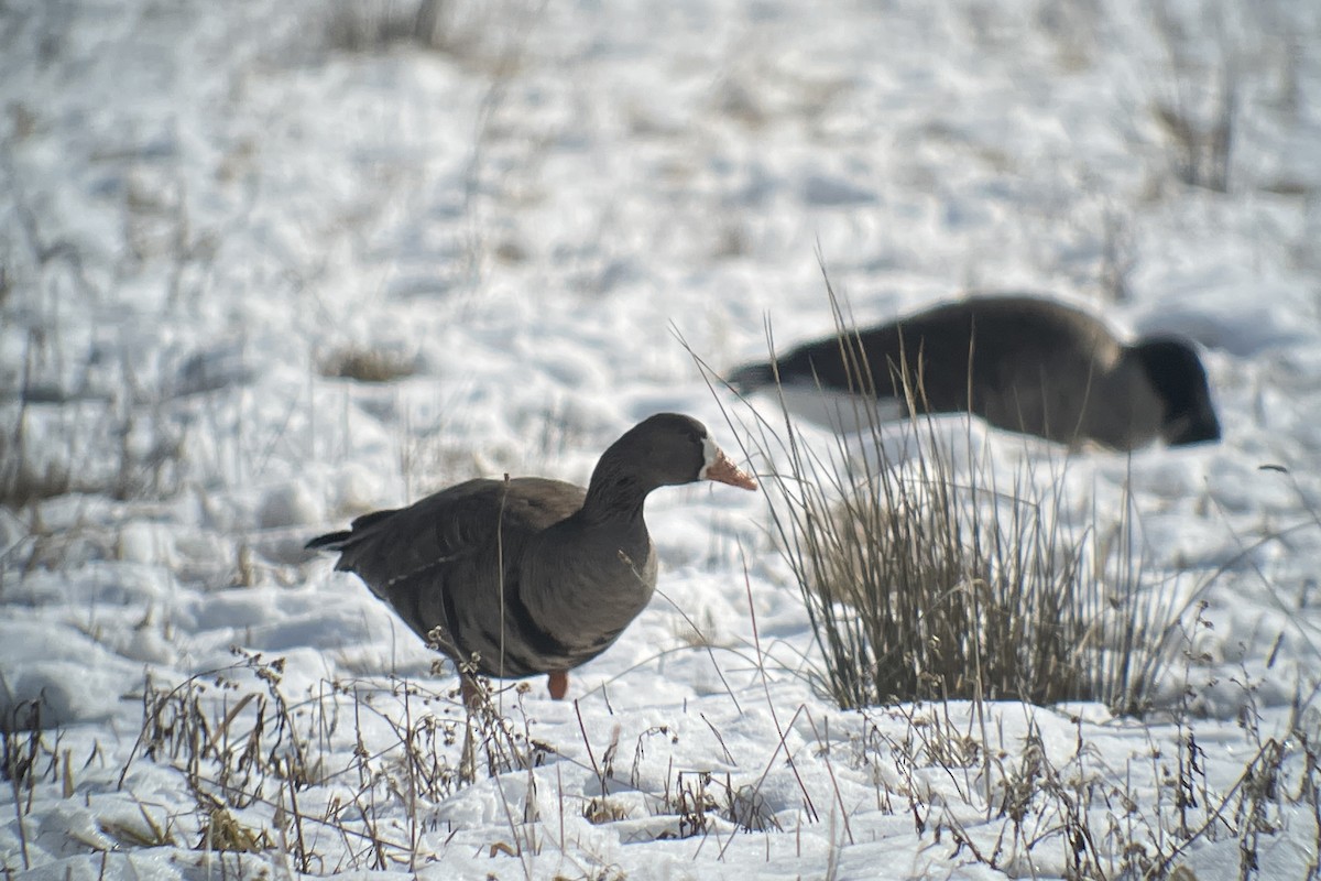 Greater White-fronted Goose - ML615007488