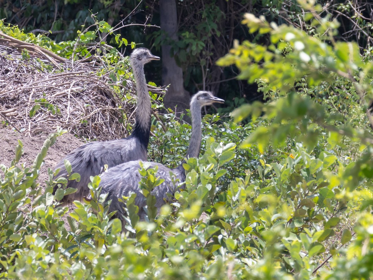 Greater Rhea - ML615007508