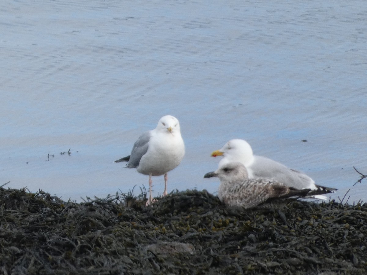 Herring Gull - Mike Tuer