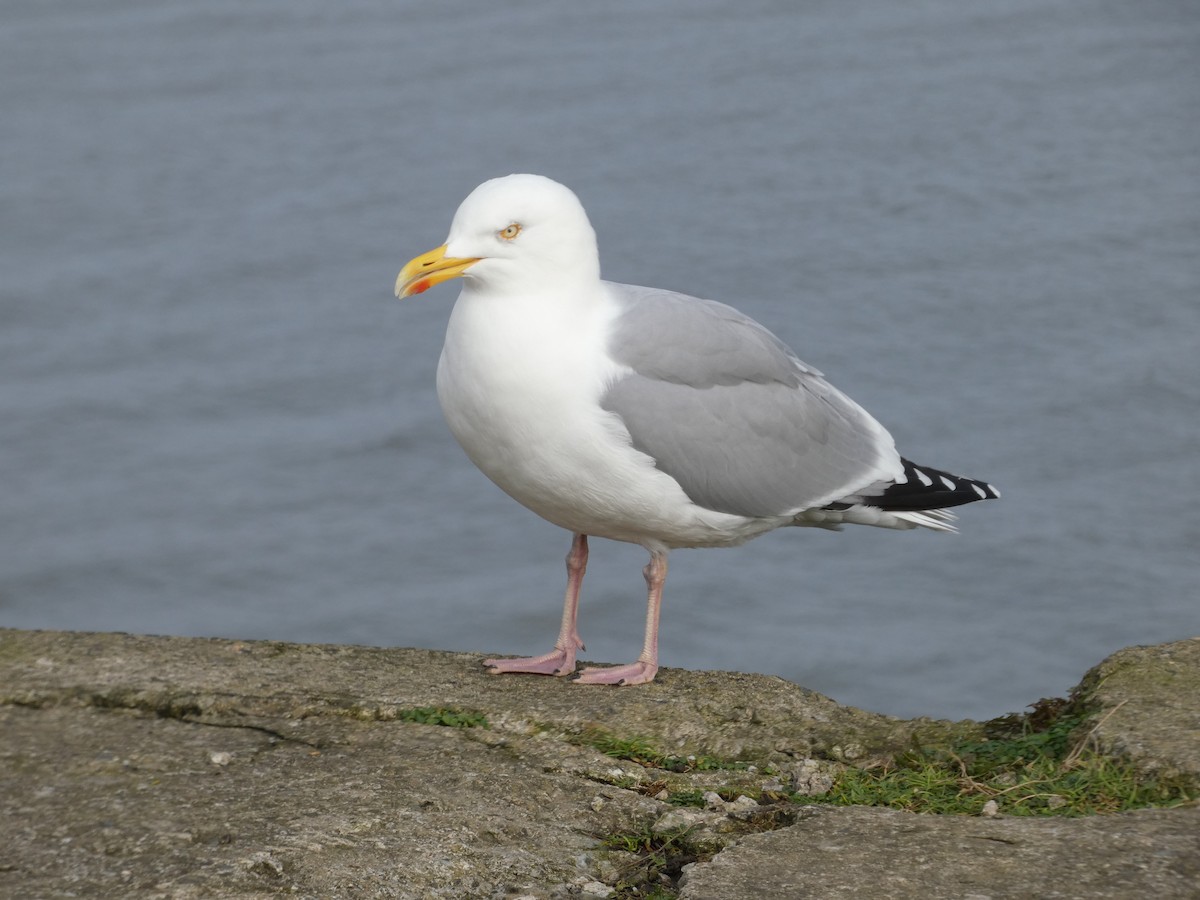 Herring Gull - Mike Tuer