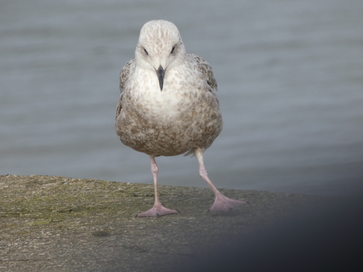 Herring Gull - Mike Tuer