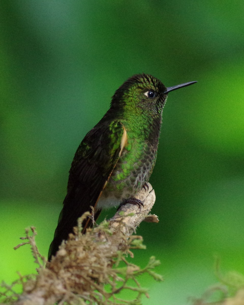 Buff-tailed Coronet - ML615007522