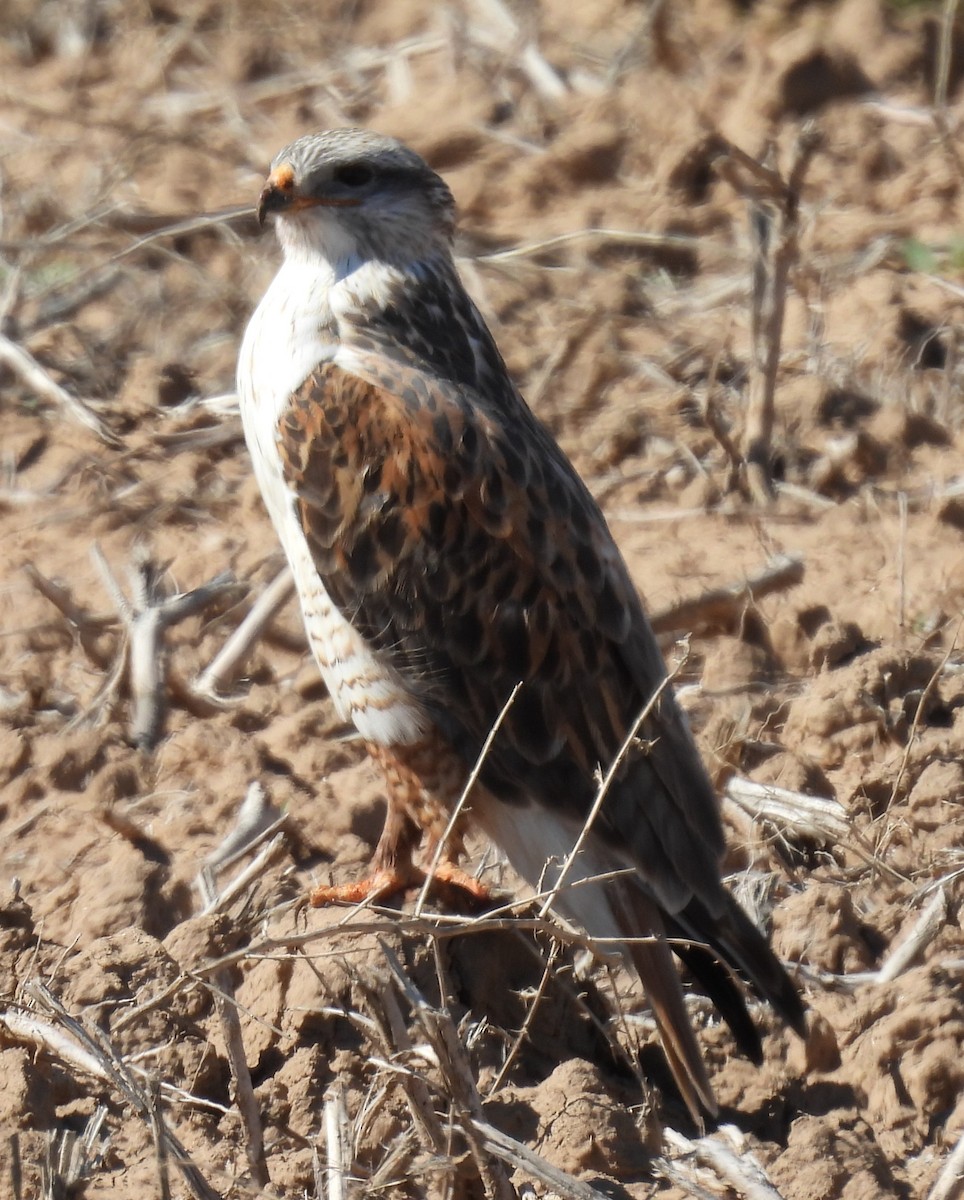 Ferruginous Hawk - ML615007529