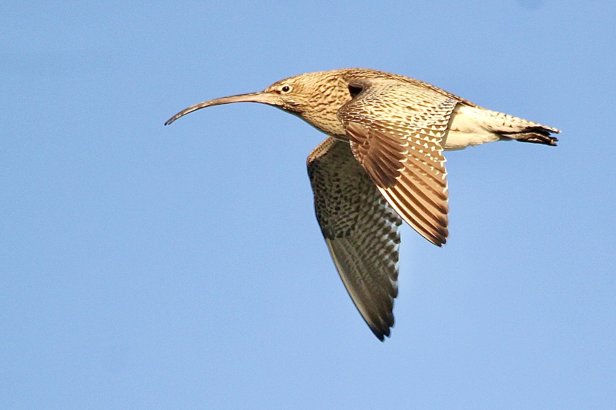 Eurasian Curlew - ML615007530