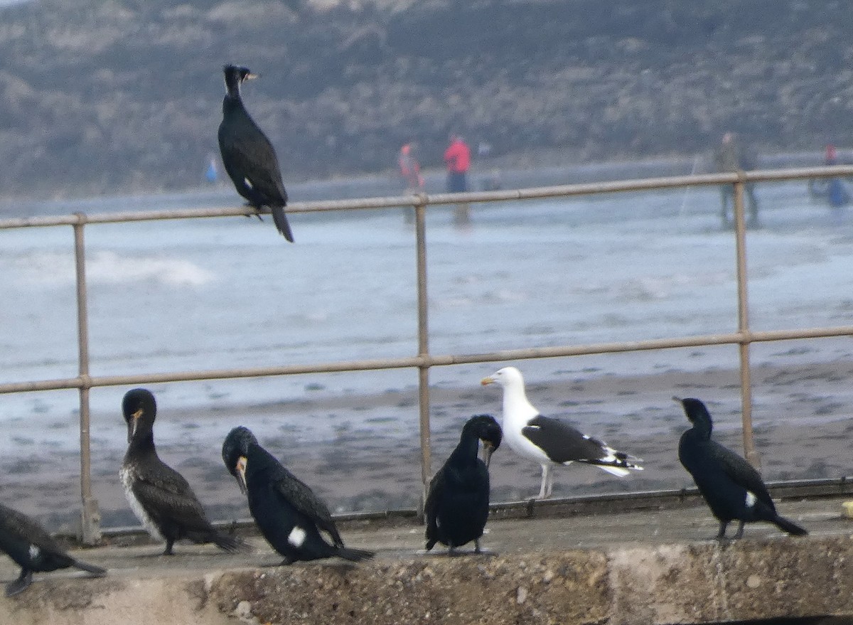 Great Black-backed Gull - ML615007560