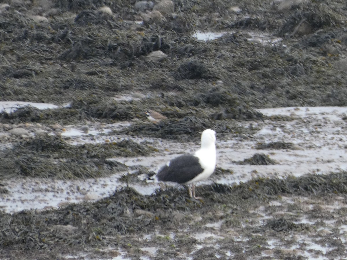 Great Black-backed Gull - Mike Tuer