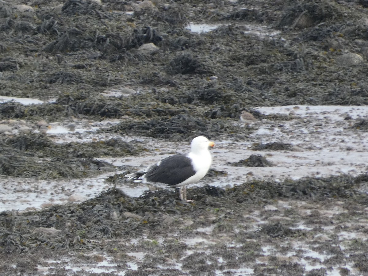 Great Black-backed Gull - Mike Tuer