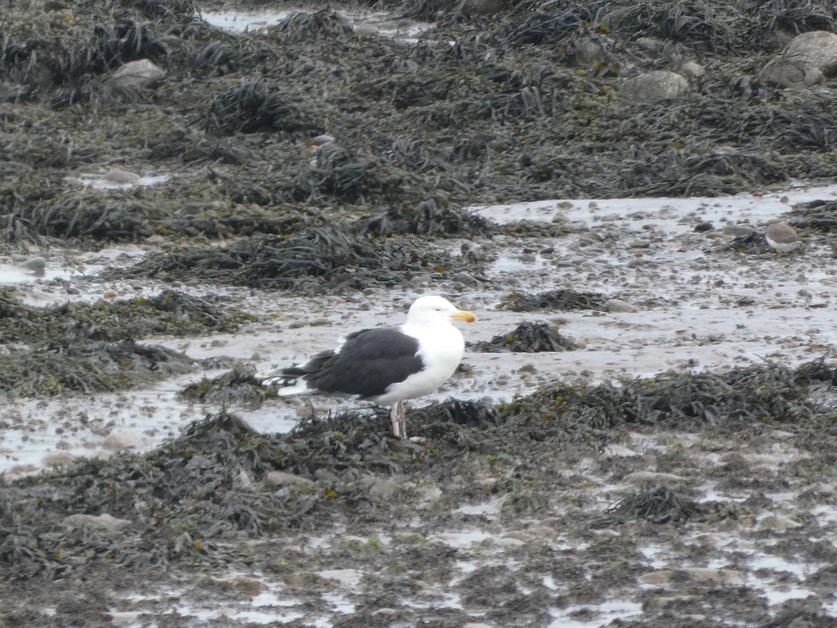 Great Black-backed Gull - Mike Tuer