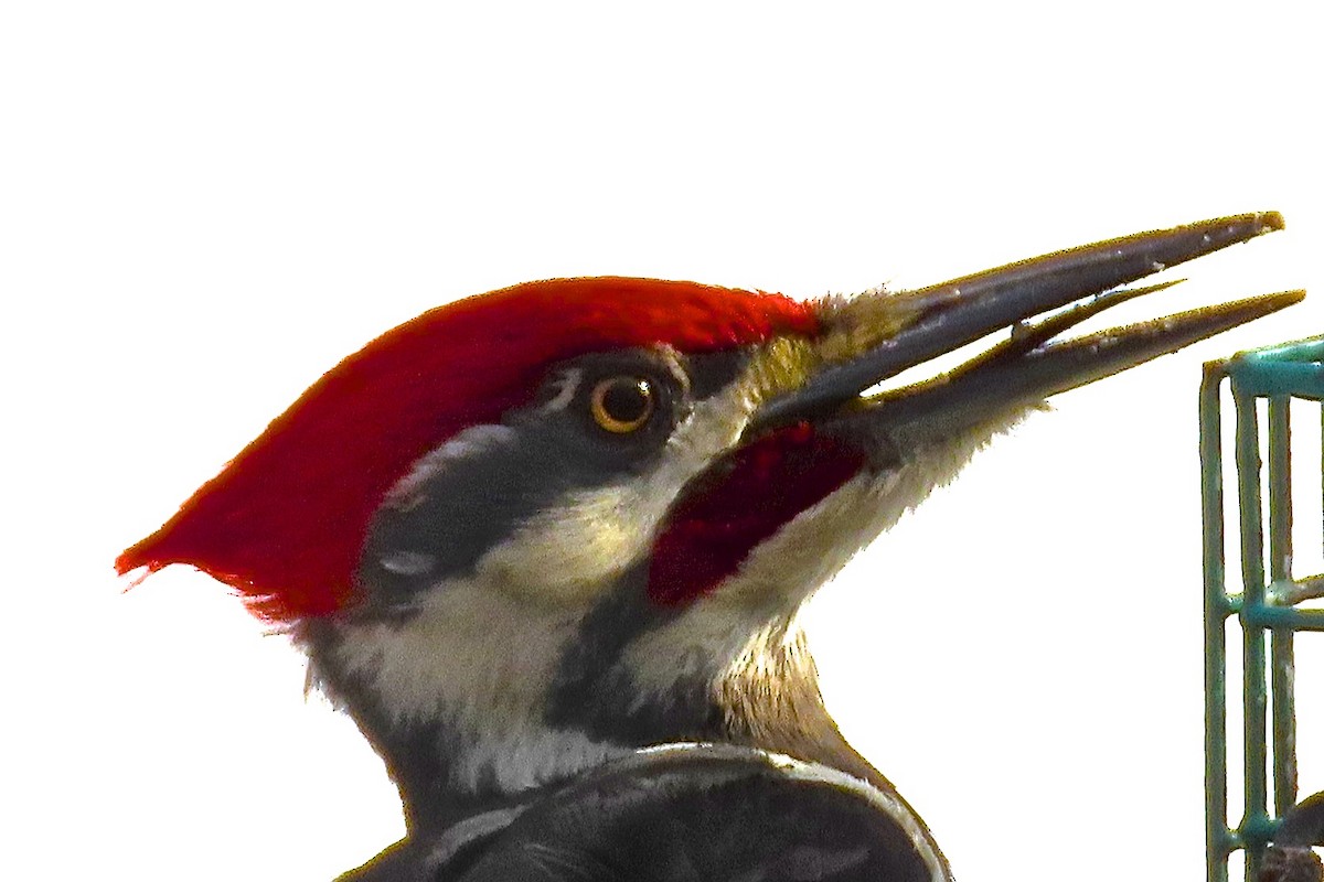 Pileated Woodpecker - ML615007565