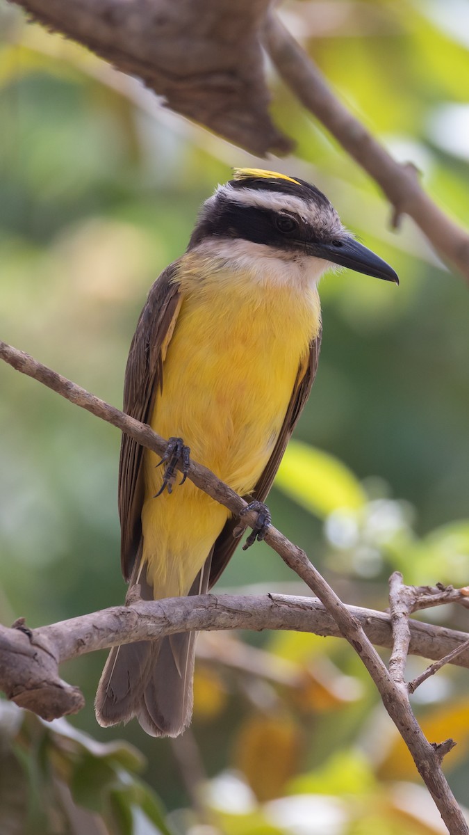 Great Kiskadee - ML615007567