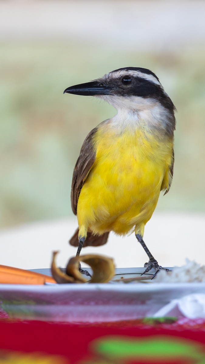Great Kiskadee - ML615007568