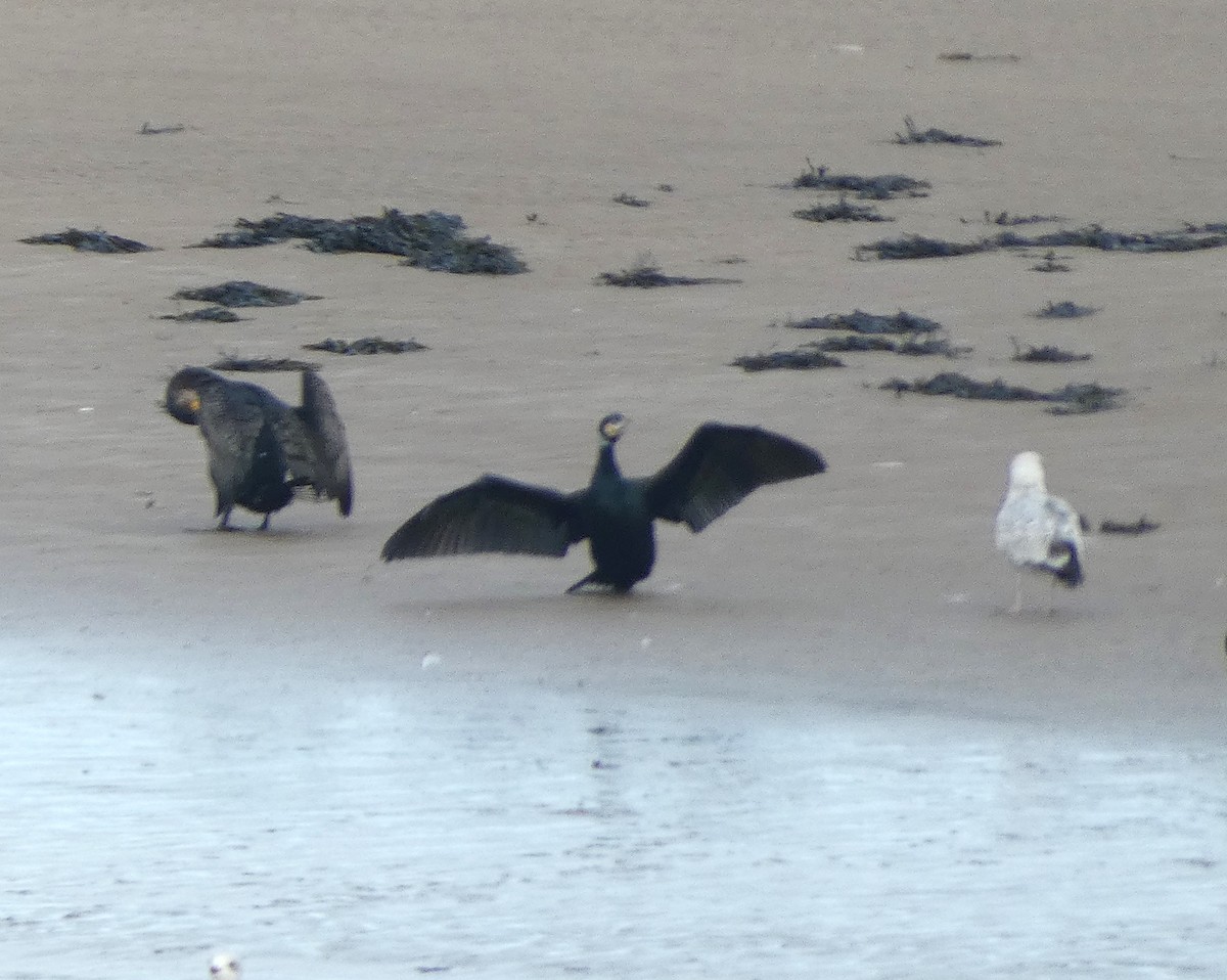 Great Cormorant - Mike Tuer