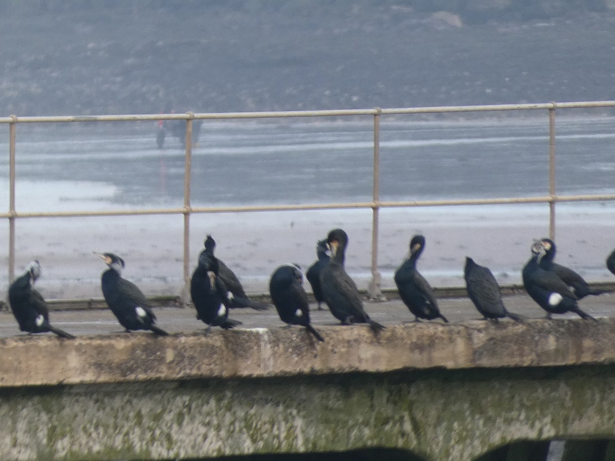 Great Cormorant - Mike Tuer