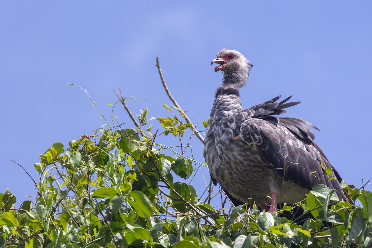 Southern Screamer - ML615007595