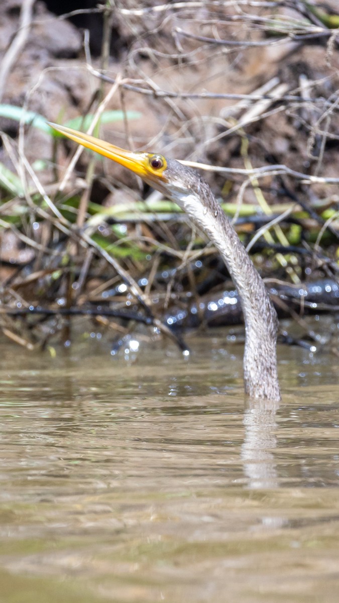 Anhinga - ML615007618