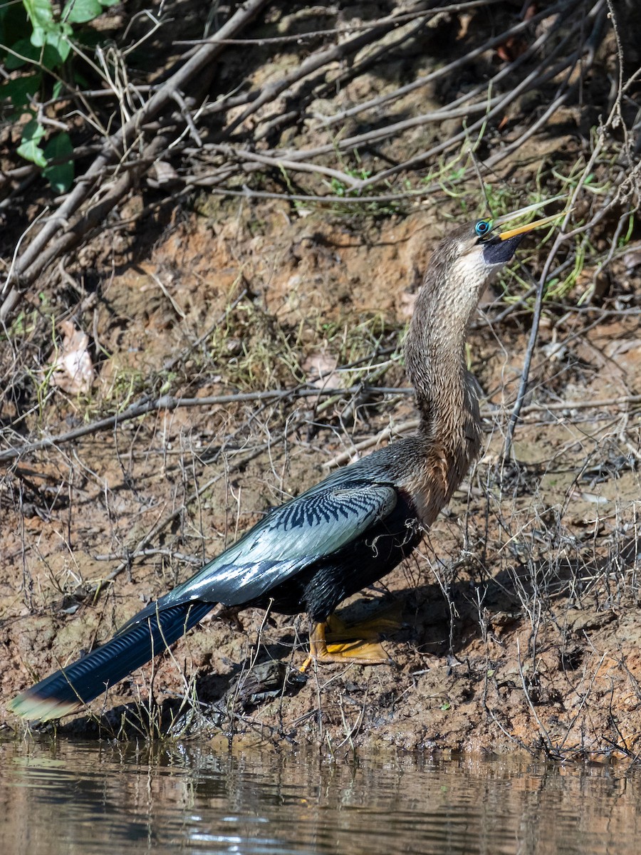 Anhinga - ML615007622