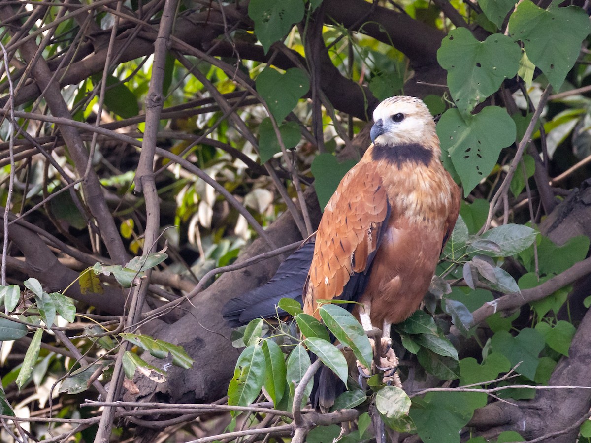 Black-collared Hawk - ML615007650