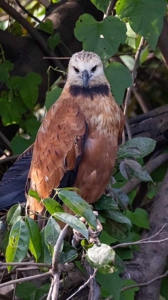Black-collared Hawk - ML615007659
