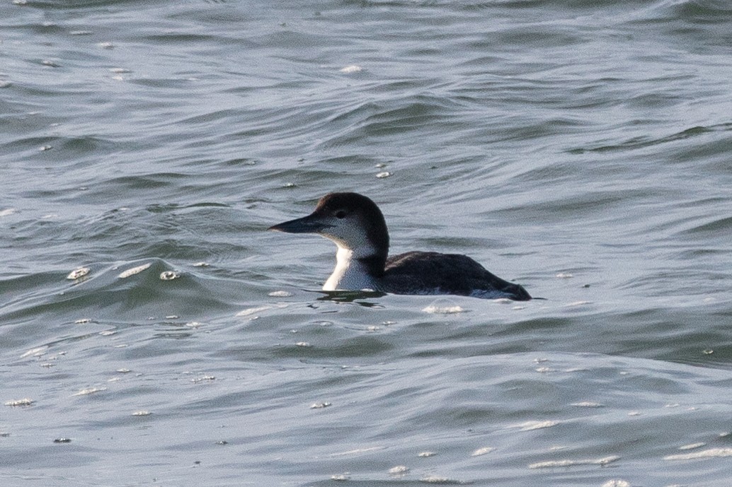 Common Loon - ML615007679