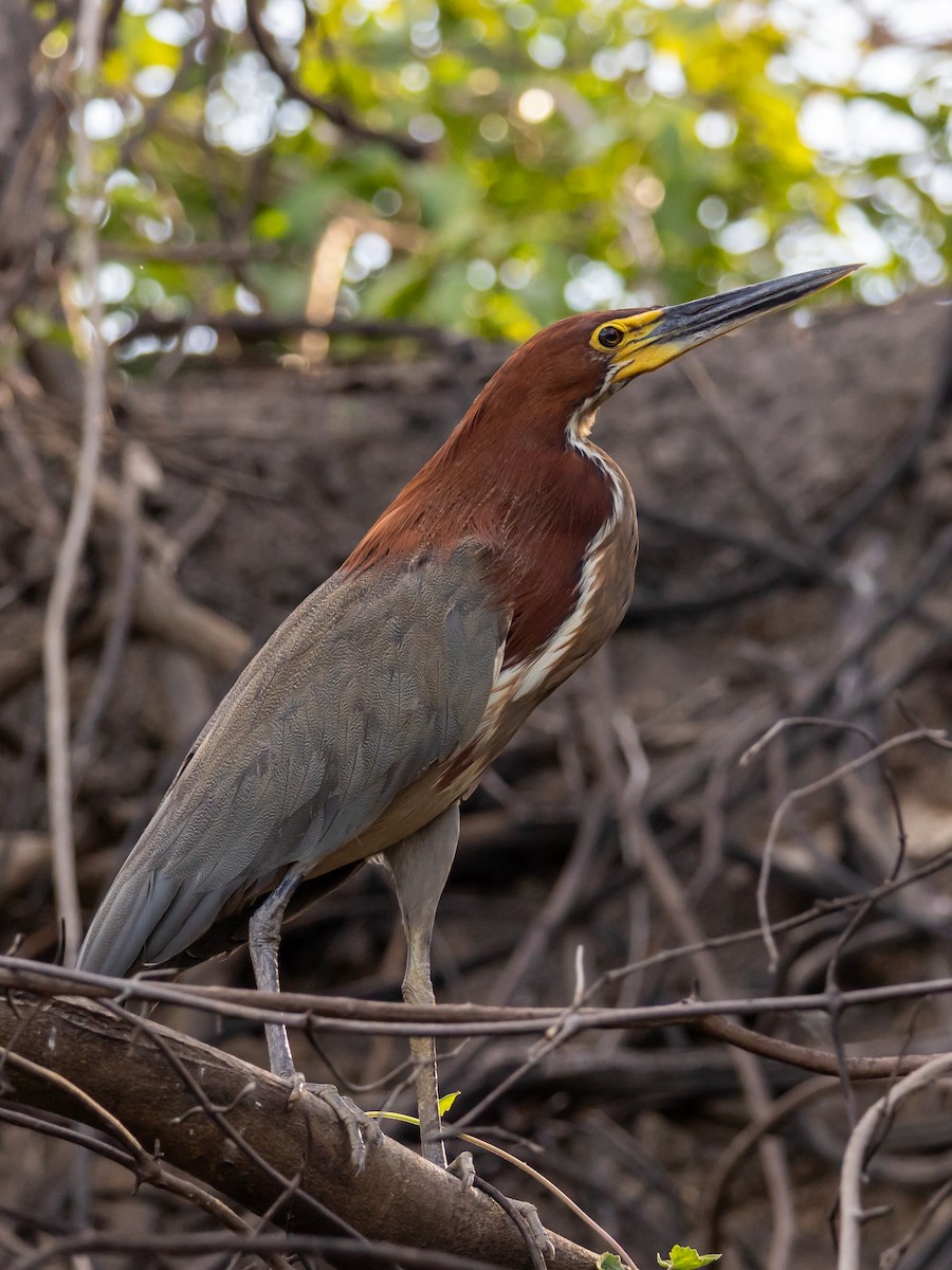 Rufescent Tiger-Heron - ML615007687