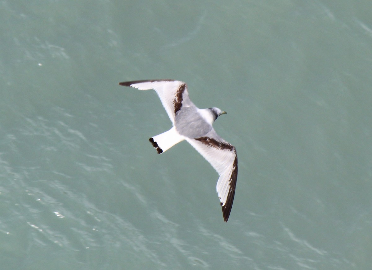 Black-legged Kittiwake - ML615007761