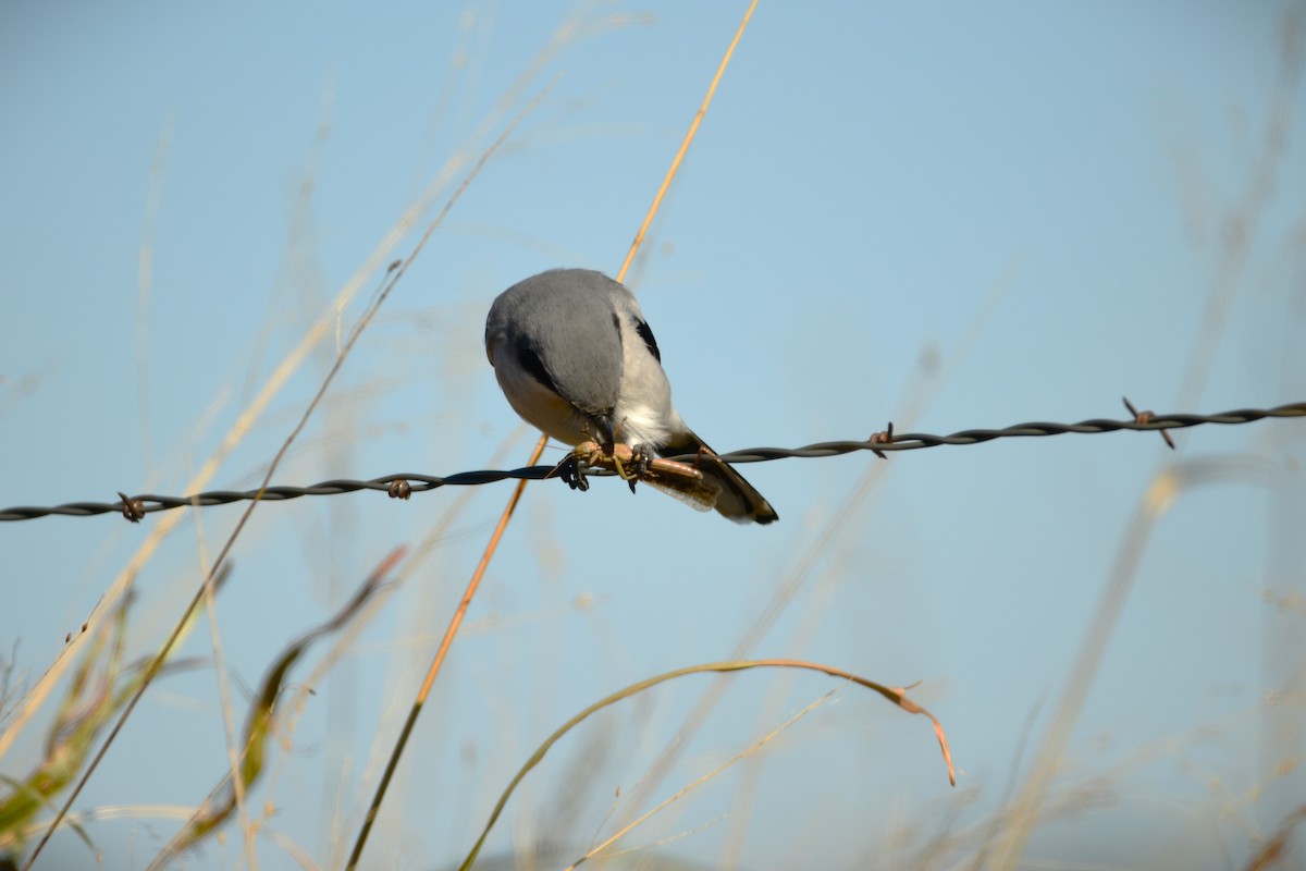 Loggerhead Shrike - Cole Penning