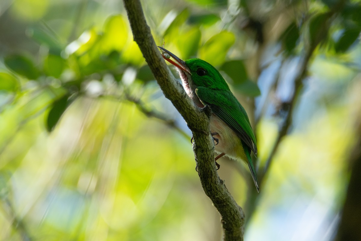 Broad-billed Tody - ML615007789