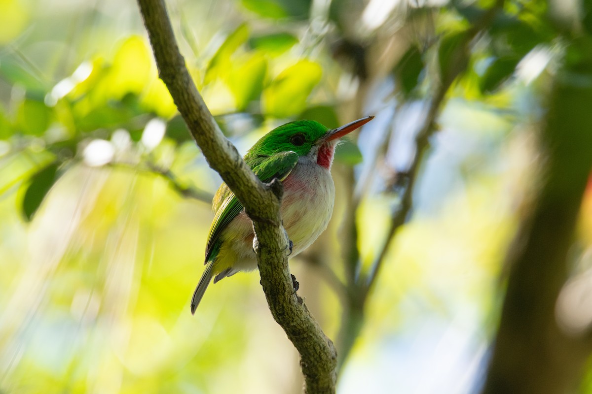 Broad-billed Tody - ML615007790