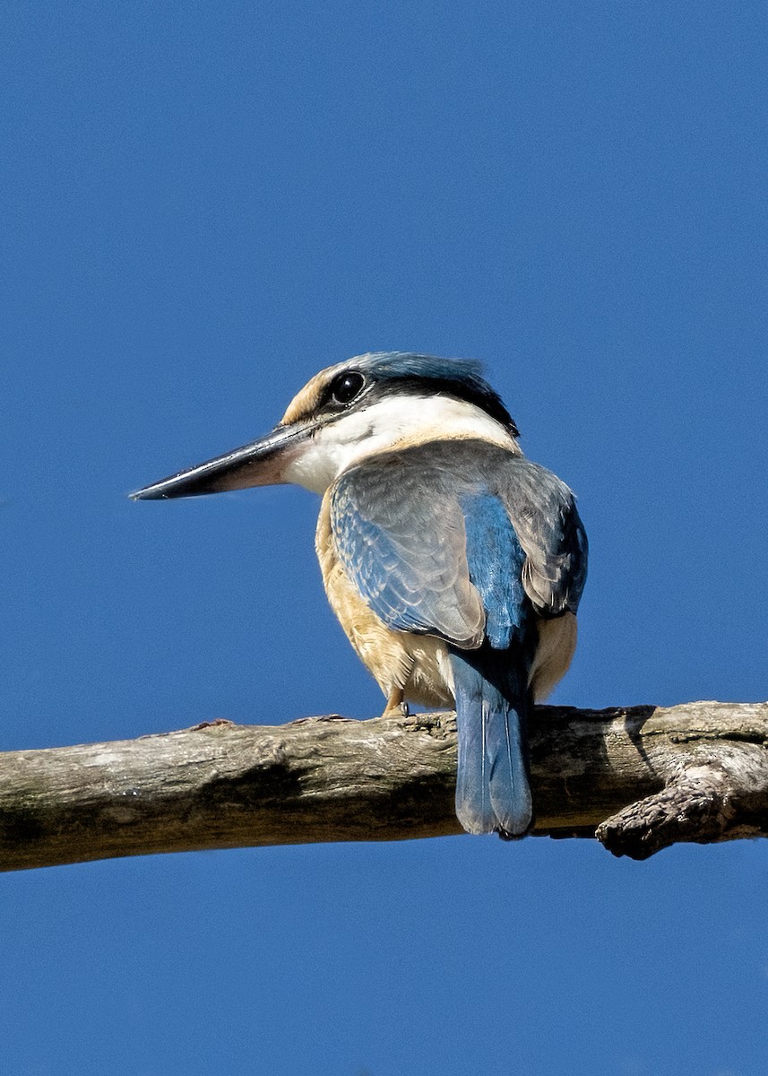 Sacred Kingfisher - ML615007793