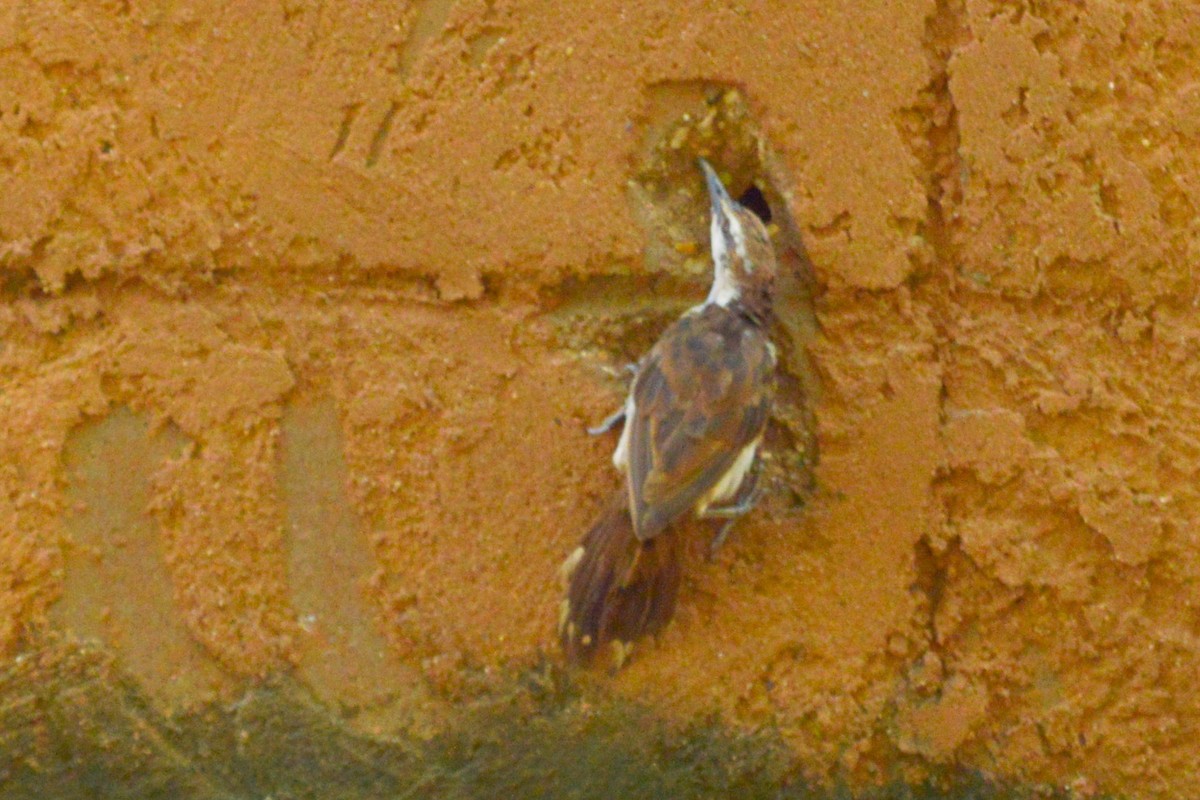 Белобровый крапивник - ML615007797