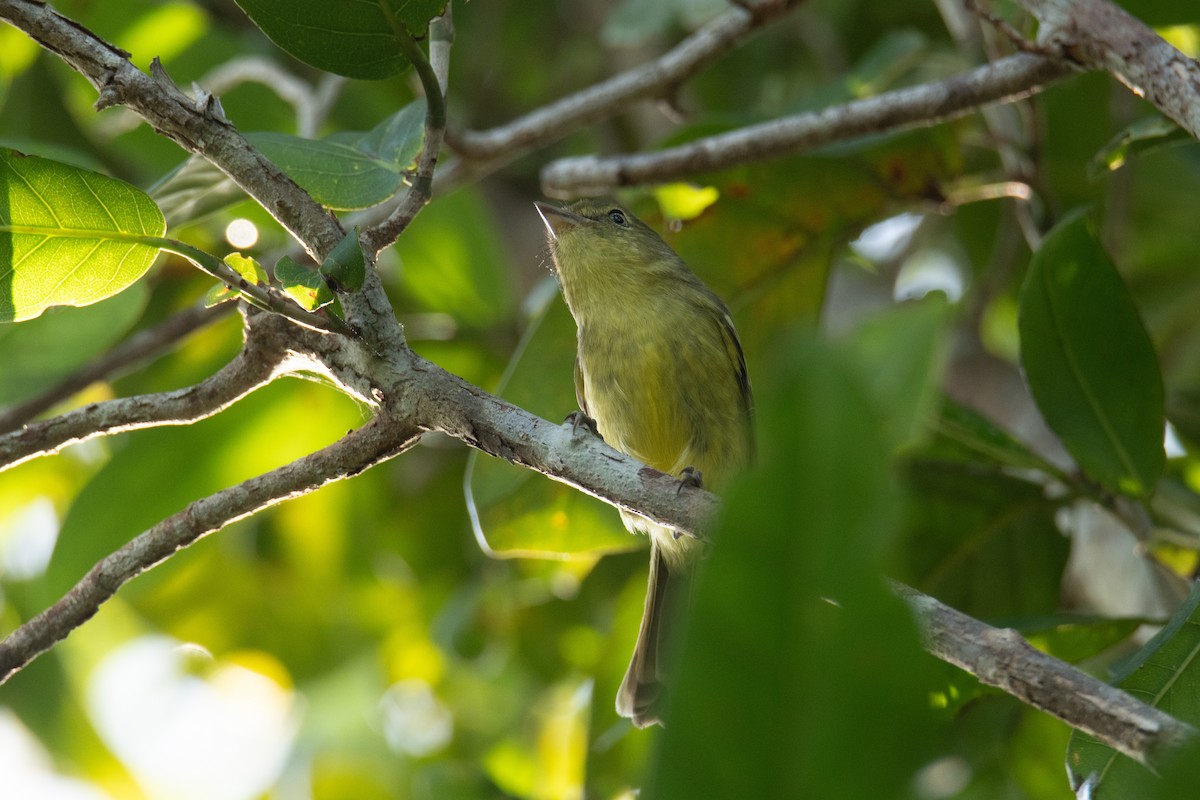 Flat-billed Vireo - Angelo DelloMargio