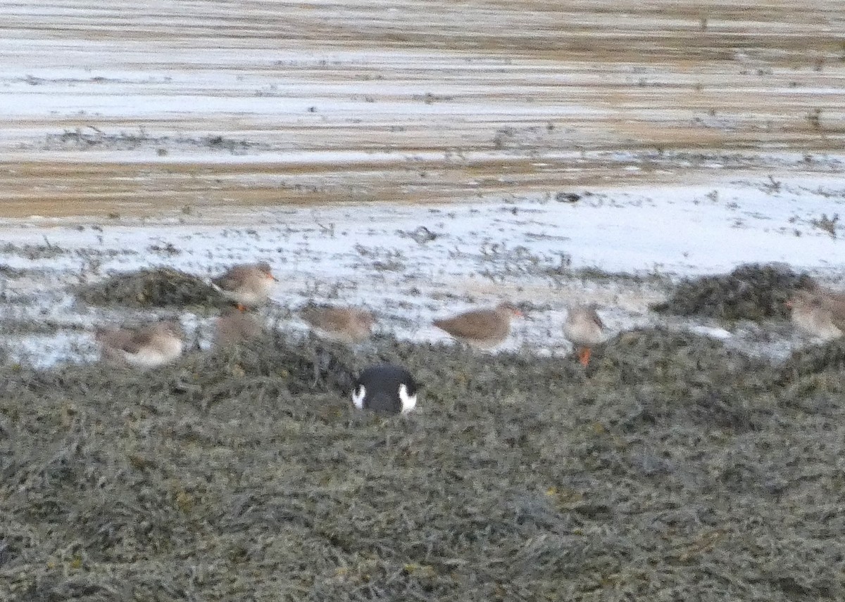 Common Redshank - ML615007821