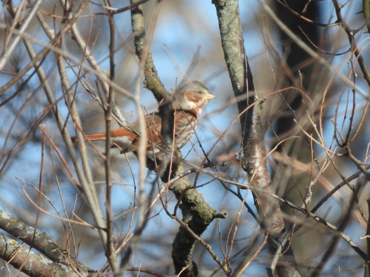 Fox Sparrow (Red) - ML615007835