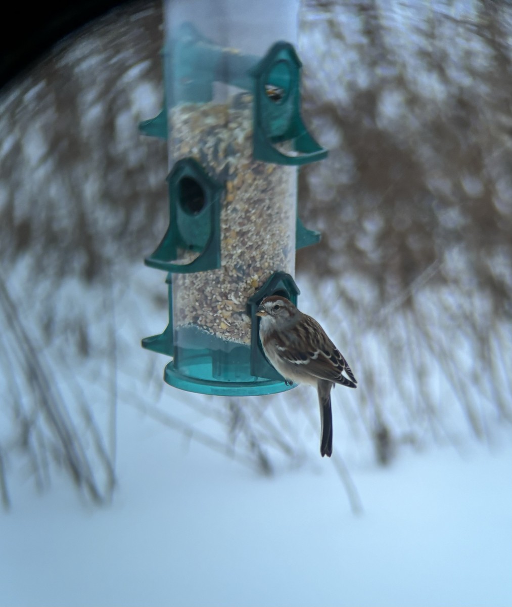 American Tree Sparrow - ML615007842