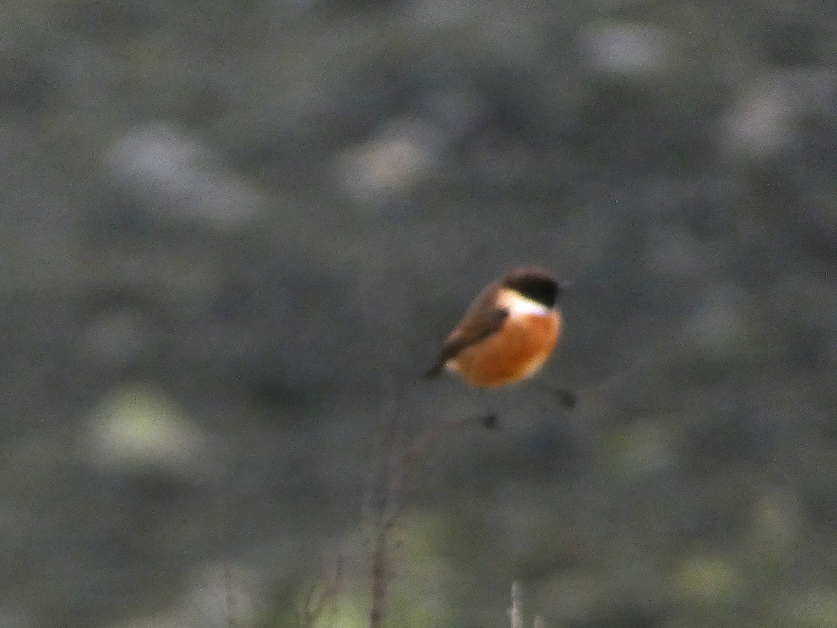 European Stonechat - Mike Tuer