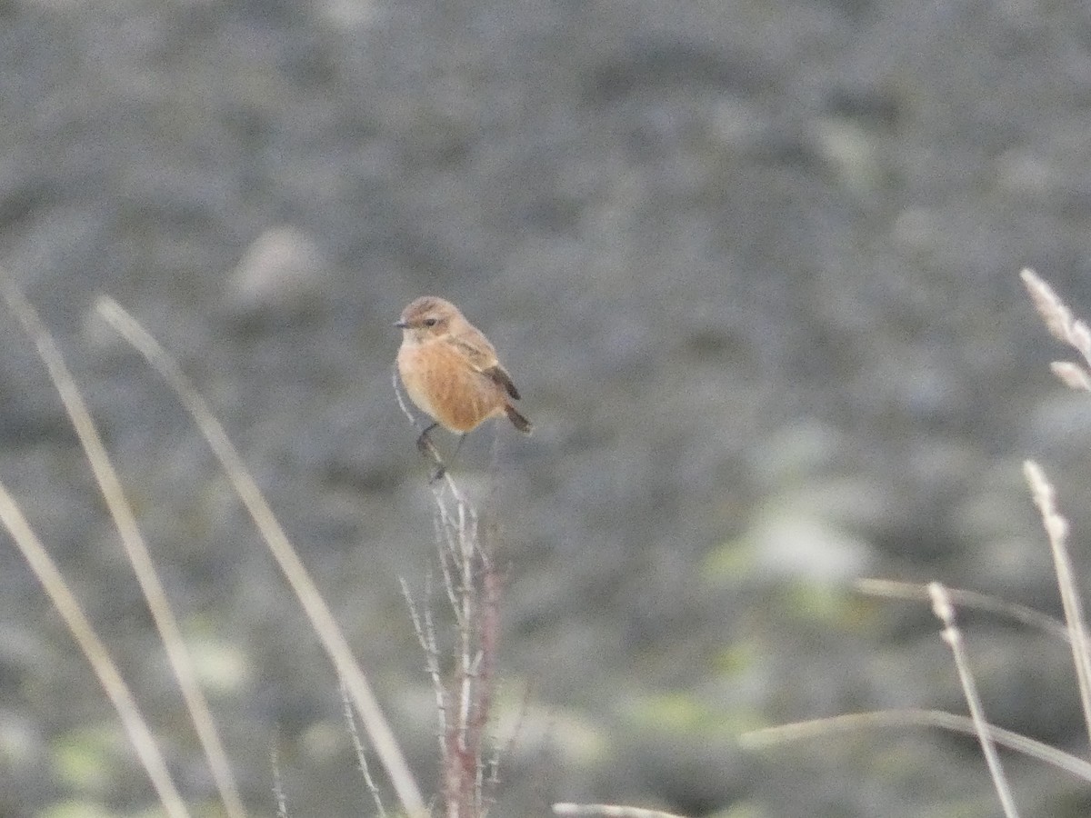 European Stonechat - Mike Tuer