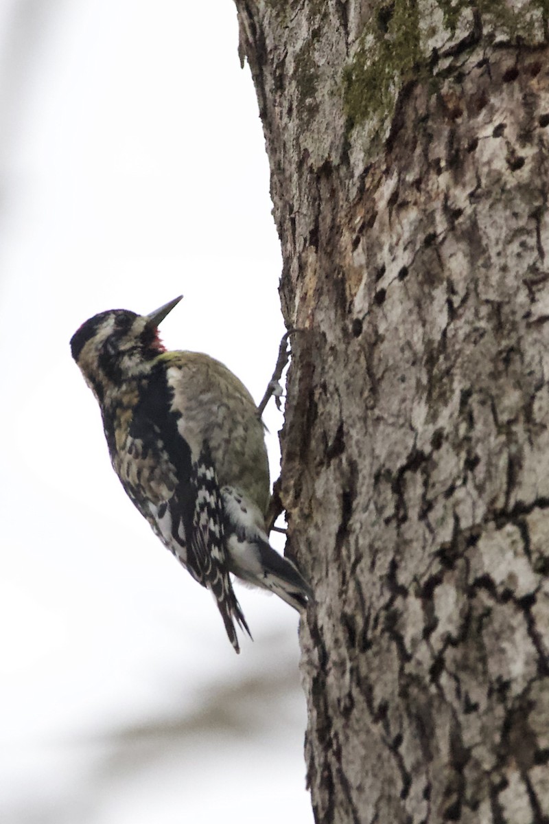 Yellow-bellied Sapsucker - ML615007894