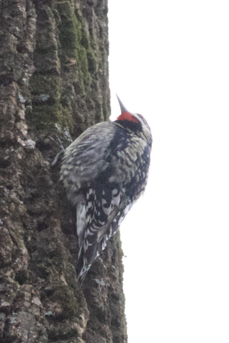 Yellow-bellied Sapsucker - ML615007895