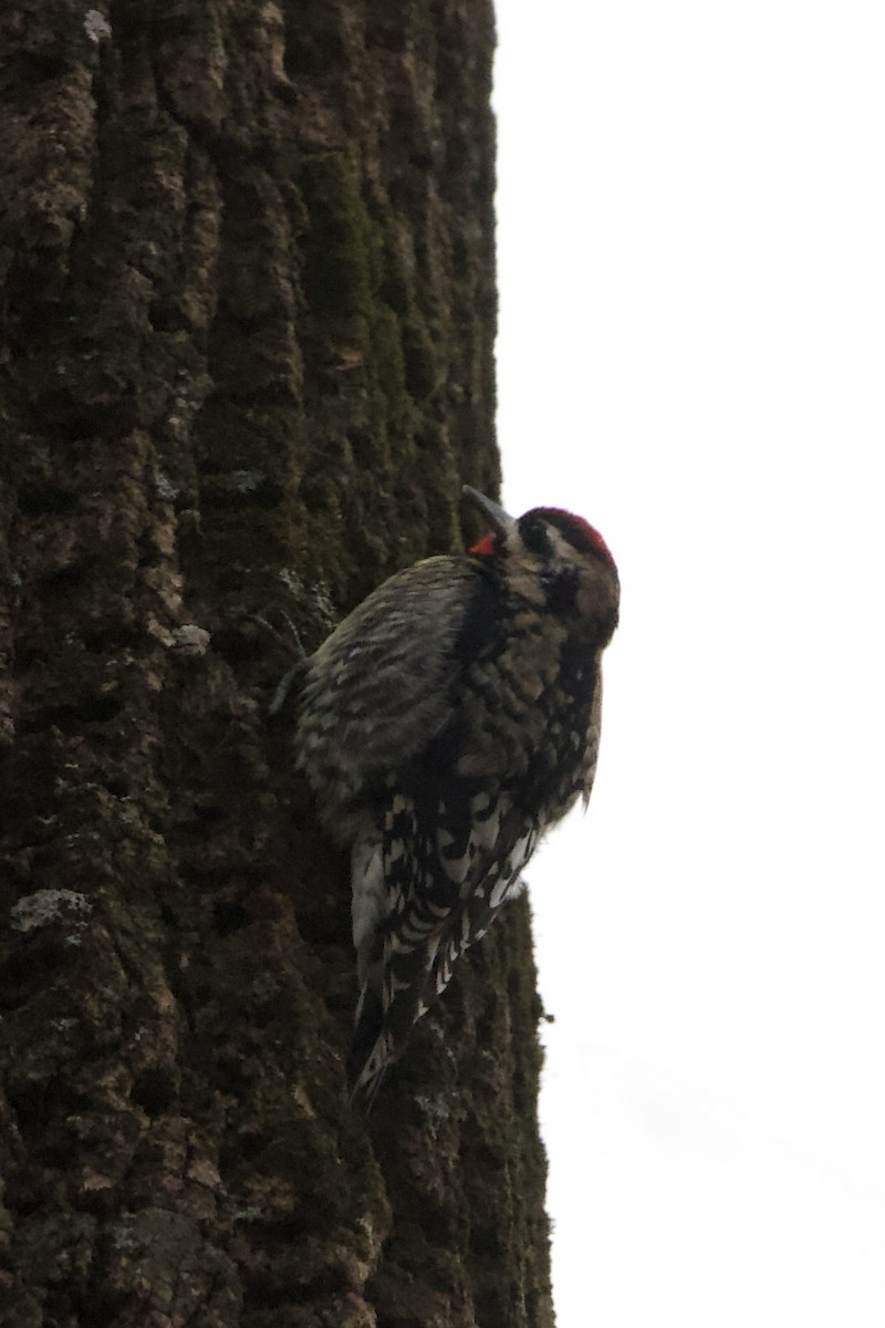 Yellow-bellied Sapsucker - ML615007896